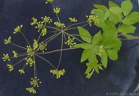 Taenidia integerrima (L.) Drude