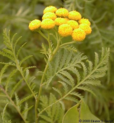 Tanacetum vulgare L.