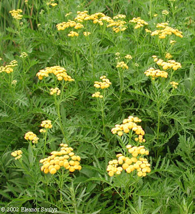 Tanacetum vulgare L.