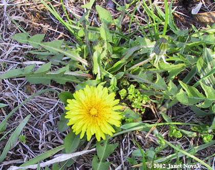 Taraxacum officinale G.H. Weber ex Wiggers