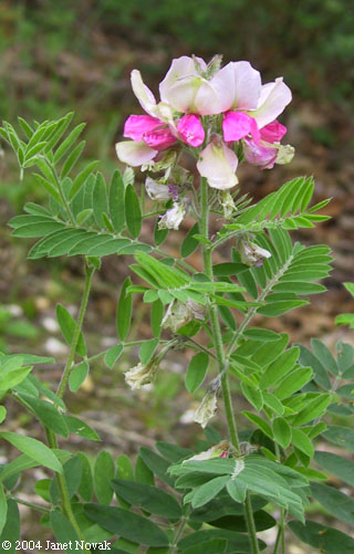 Tephrosia virginiana (L.) Pers.