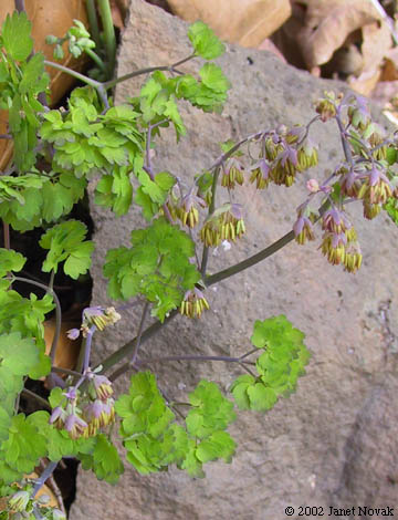 Thalictrum dioicum L.