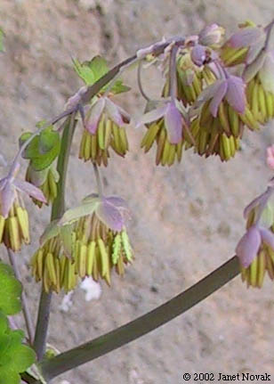Thalictrum dioicum L.