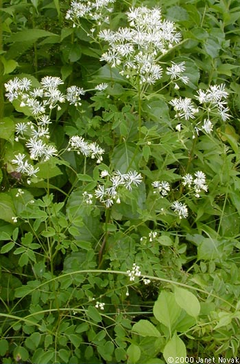 Thalictrum pubescens Pursh