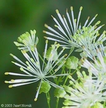 Thalictrum pubescens Pursh