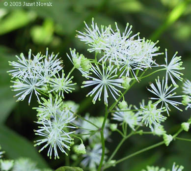 Thalictrum pubescens Pursh