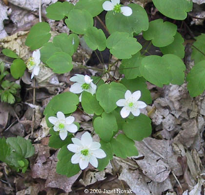 Thalictrum thalictroides (L.) Eames & Boivin