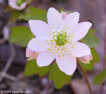Thalictrum thalictroides (L.) Eames & Boivin