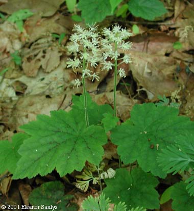 Tiarella cordifolia L.