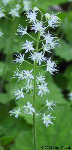 Tiarella cordifolia L.