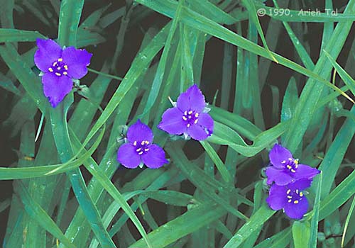 Tradescantia virginiana L.