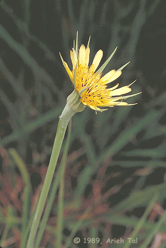 Tragopogon dubius Scop.