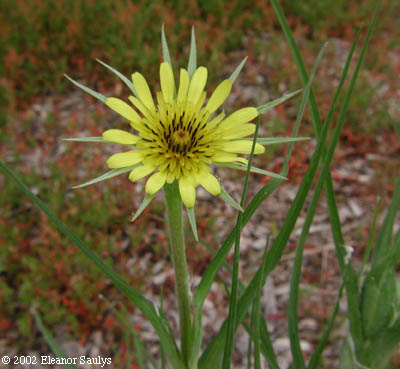Tragopogon dubius Scop.