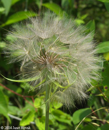 Tragopogon dubius Scop.