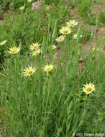 Tragopogon dubius Scop.