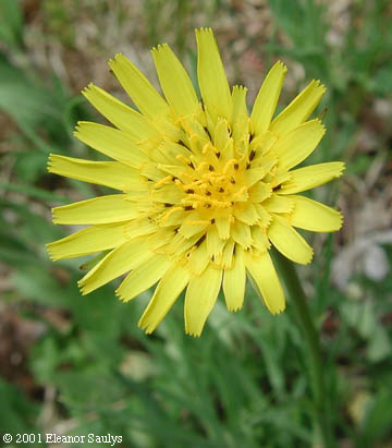Tragopogon pratensis L.