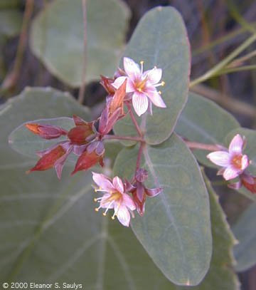 Triadenum virginicum (L.) Raf.