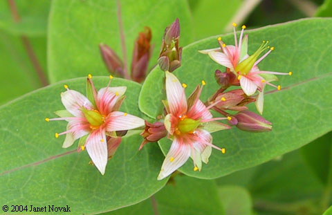 Triadenum virginicum (L.) Raf.