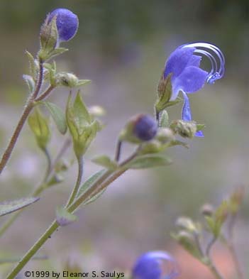 Trichostema dichotomum L.