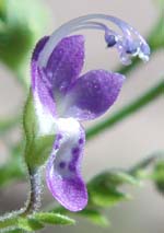 Trichostema dichotomum L.