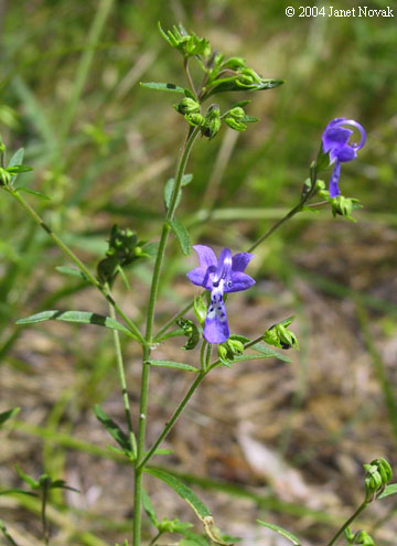 Trichostema setaceum Houtt.
