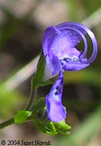 Trichostema setaceum Houtt.