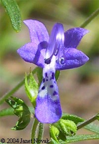 Trichostema setaceum Houtt.