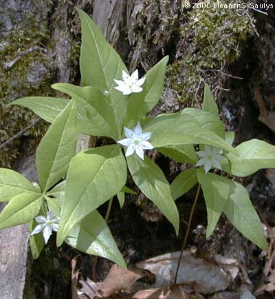Trientalis borealis Raf.