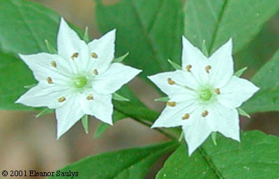 Trientalis borealis Raf.