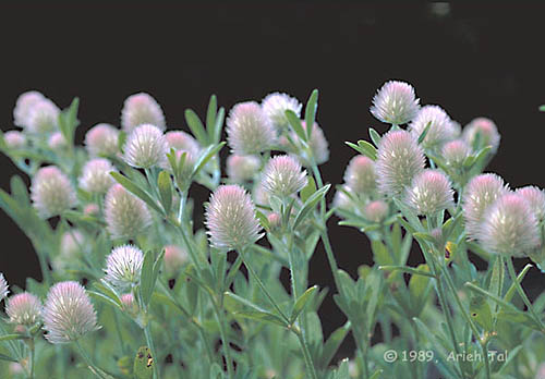 Trifolium arvense L.