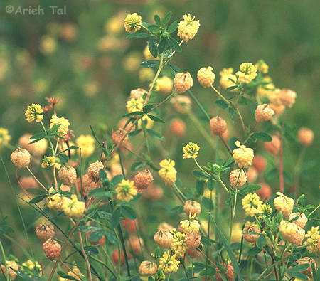 Trifolium aureum Pollich