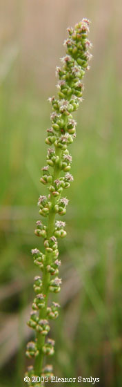 Triglochin maritimum L.