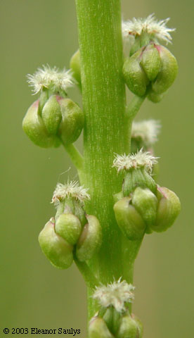 Triglochin maritimum L.