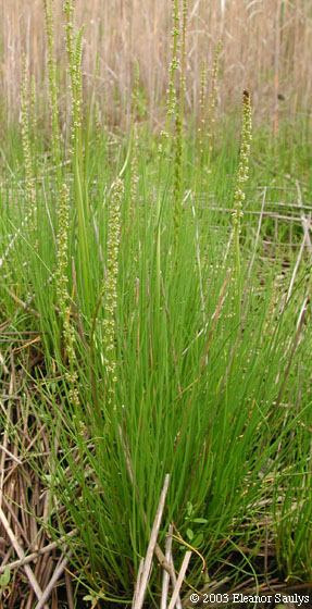 Triglochin maritimum L.