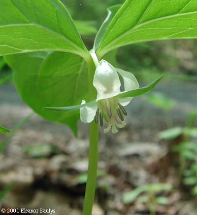 Trillium cernuum L.