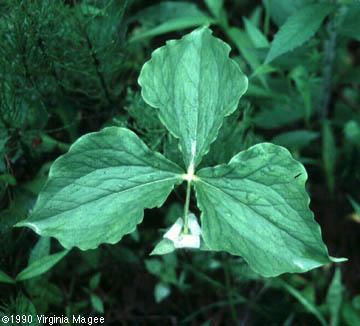 Trillium cernuum L.