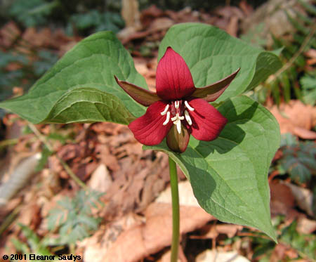 Trillium erectum L.