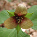 Trillium erectum L.