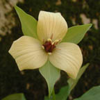 Trillium erectum L.