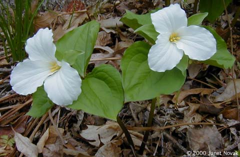 Trillium grandiflorum (Michx.) Salisb.