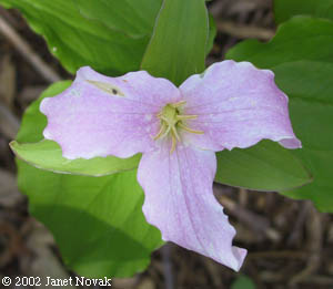 Trillium grandiflorum (Michx.) Salisb.