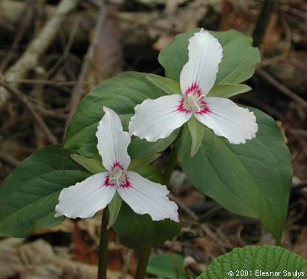 Trillium undulatum Willd.