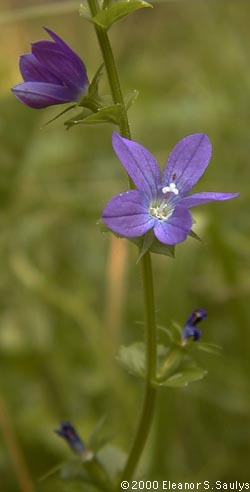 Triodanis perfoliata (L.) Nieuwl.