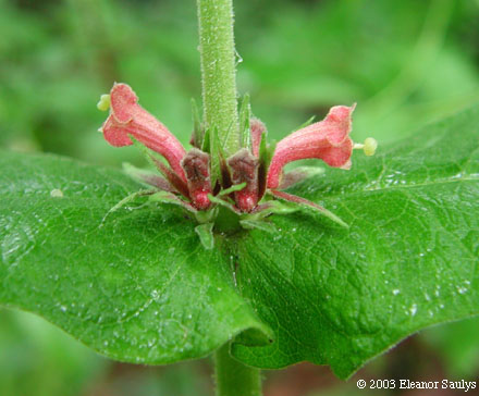 Triosteum perfoliatum L.