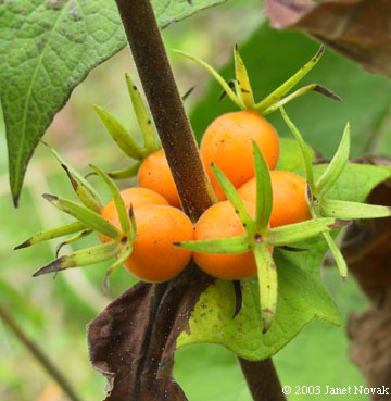 Triosteum perfoliatum L.