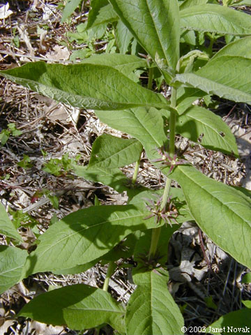 Triosteum perfoliatum L.