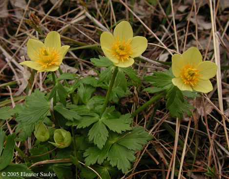 Trollius laxus Salisb. ssp. laxus