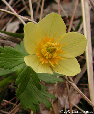 Trollius laxus Salisb. ssp. laxus