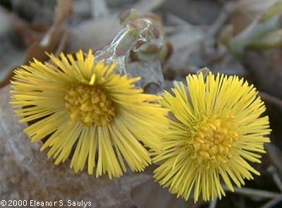 Tussilago farfara L.