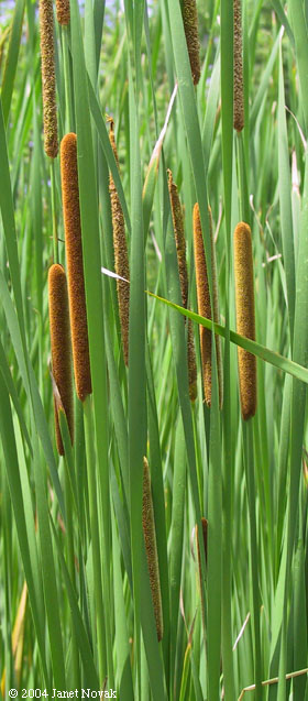 Typha angustifolia L.